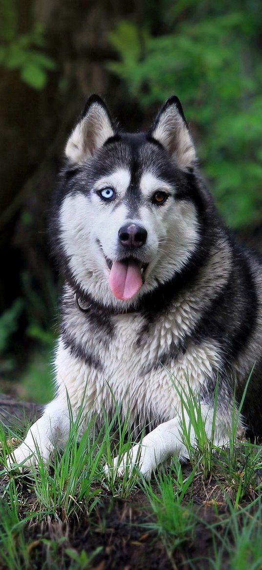 dog, walking, grass, trees, vacation