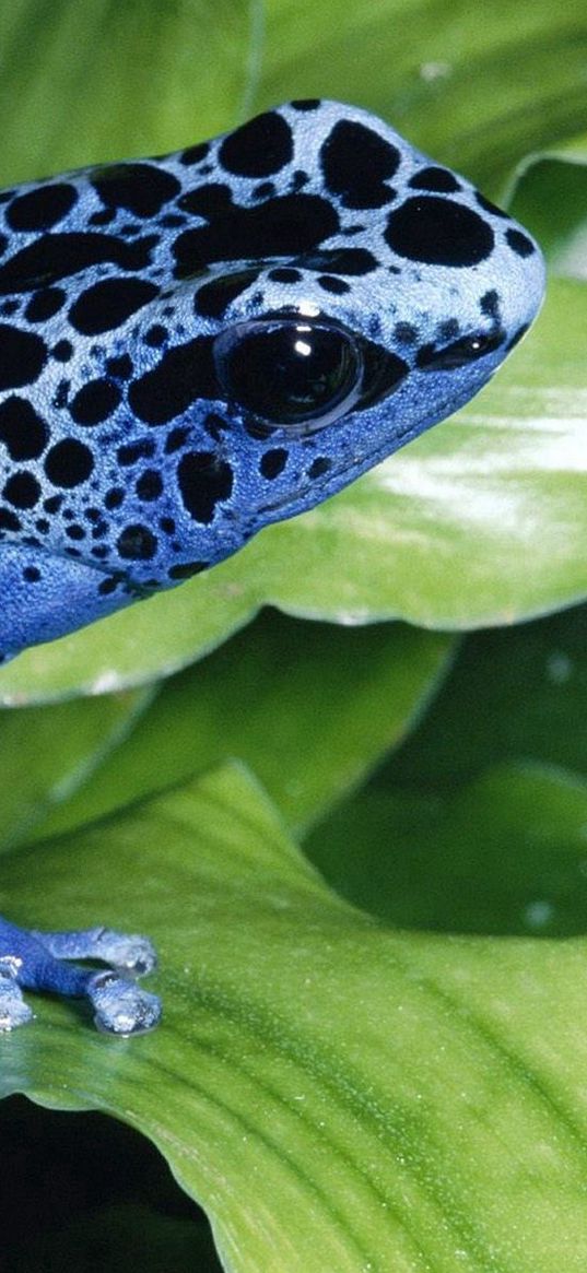 frog, unusual, grass, leaves