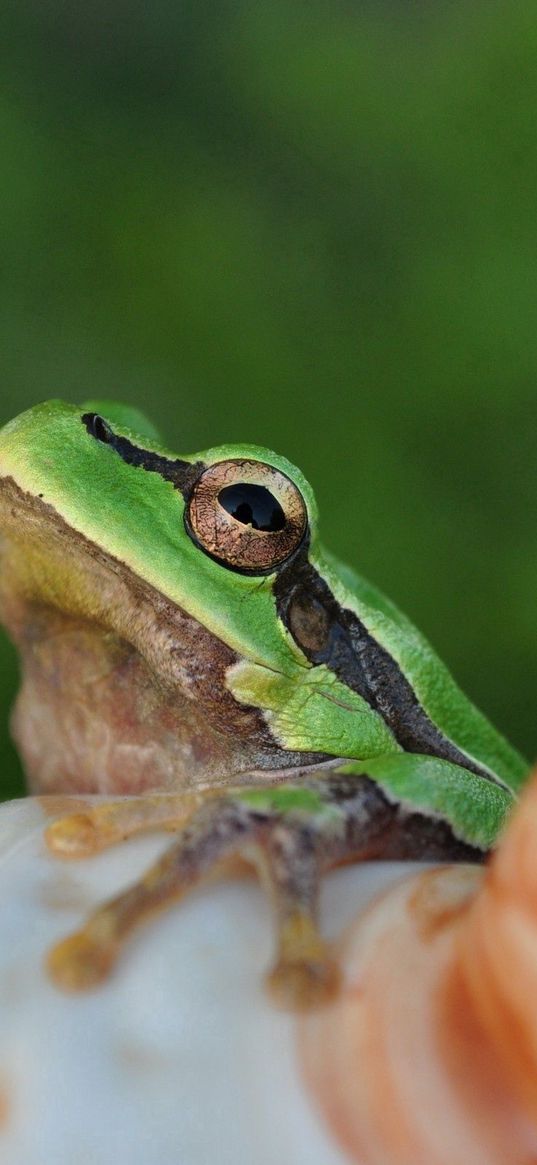 frog, face, sitting, light