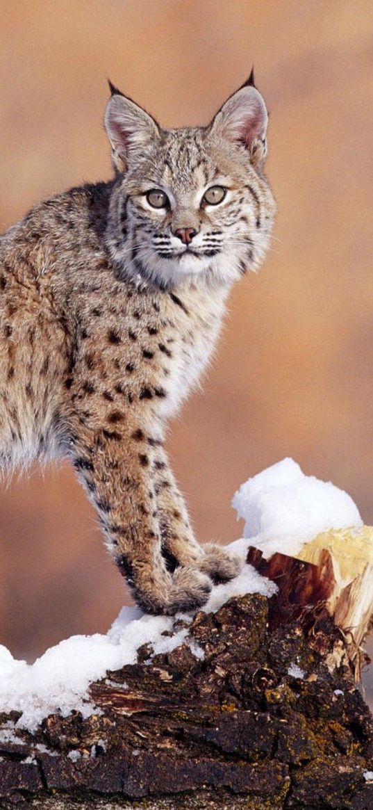 lynx, snow, big cat, beautiful