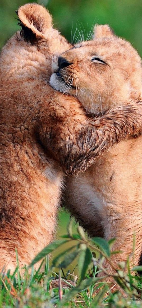 cubs, hugs, young, grass, care