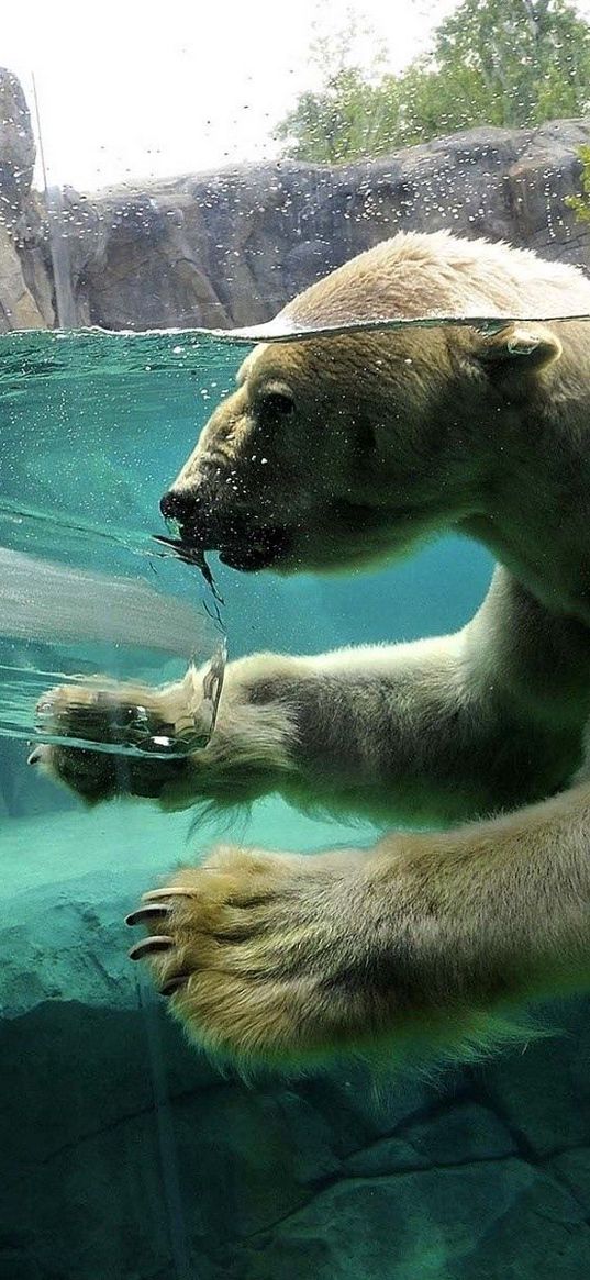 polar bear, underwater, swim, baby