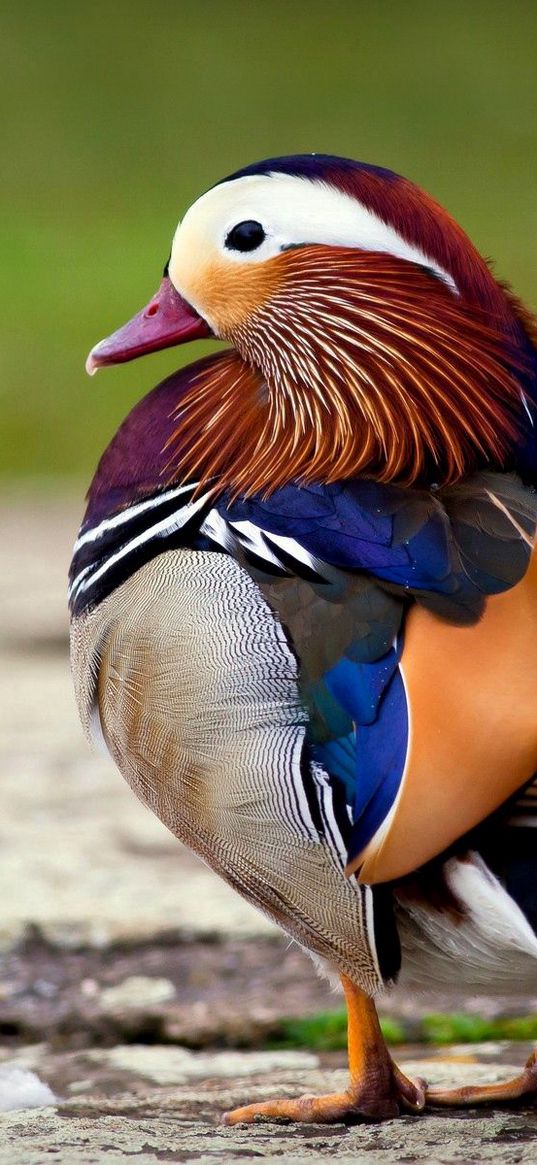 mandarin duck, bird, color, beautiful