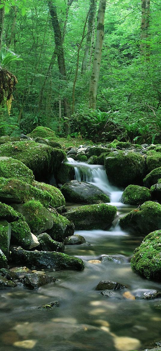 forest, river, rocks, greenery, nature, morning