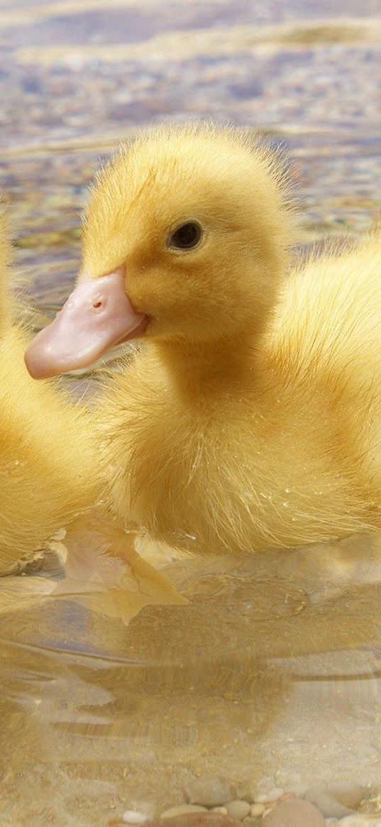 duck, young, couple, swim