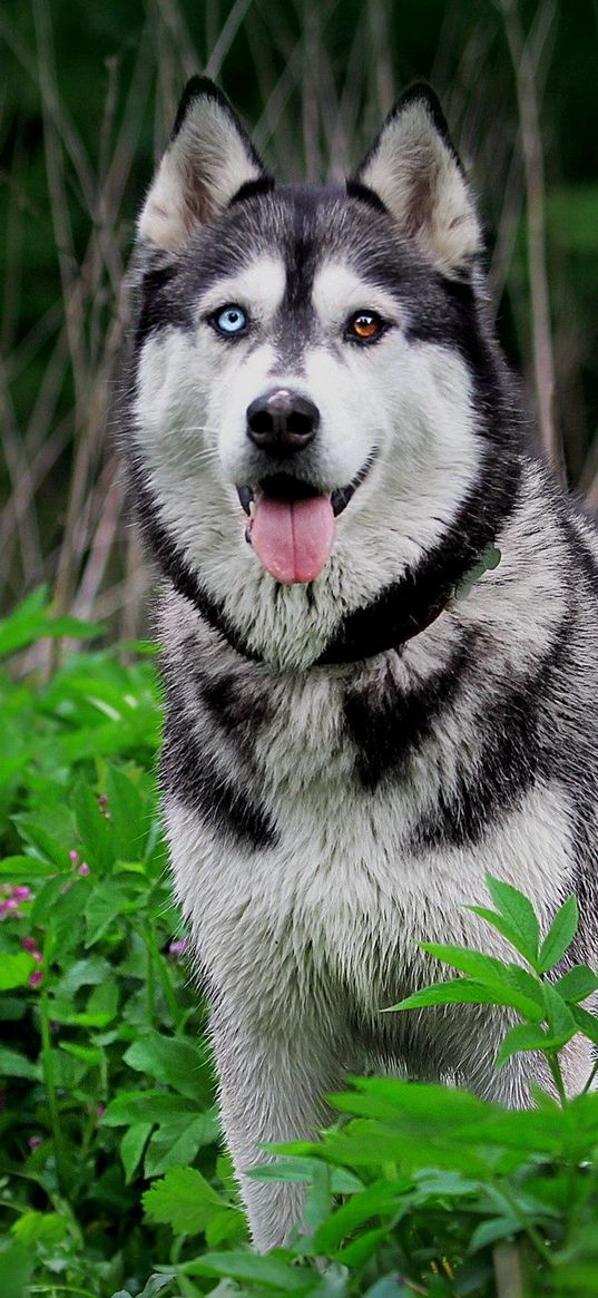 dogs, huskies, grass, hunting