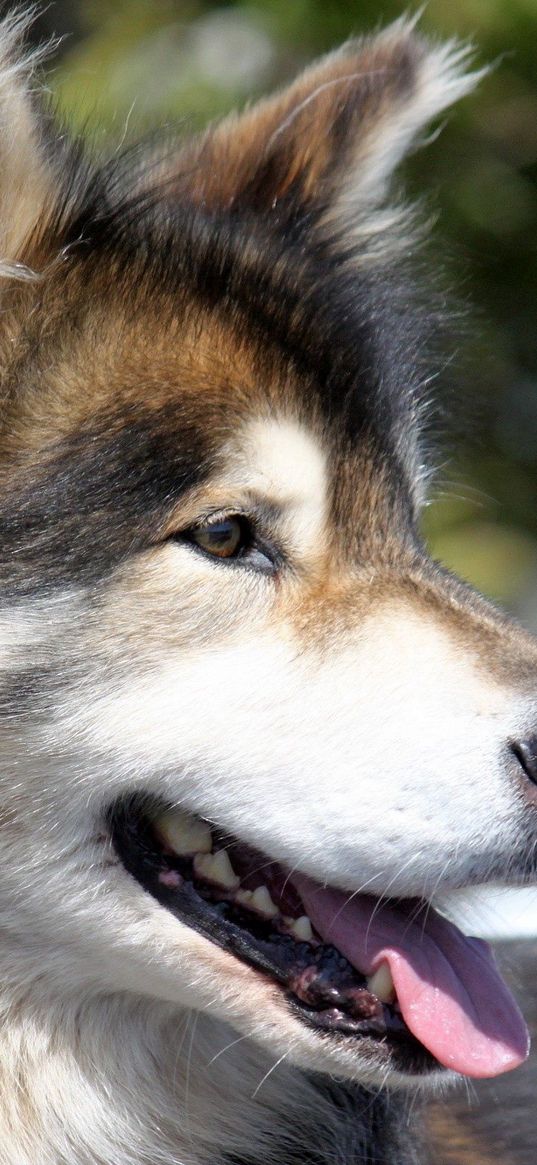 dog, face, furry, profile