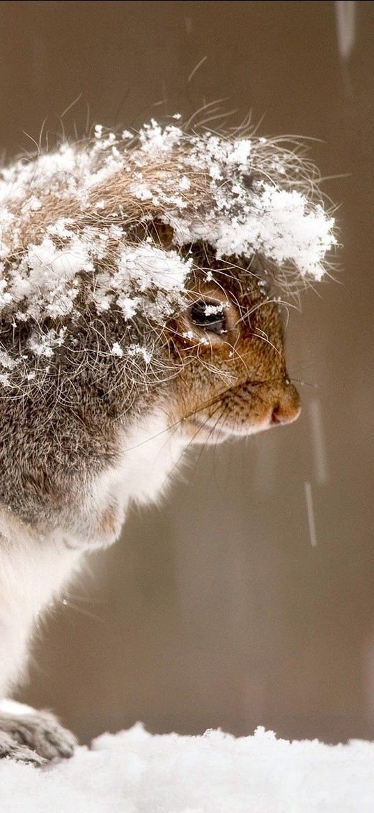 squirrel, snow, cold