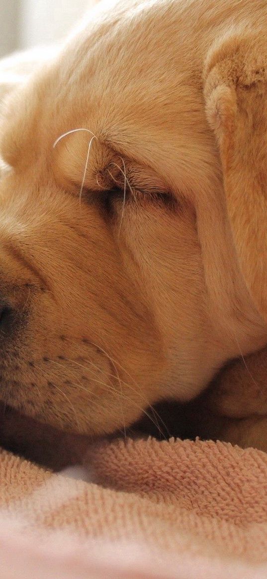 puppies, face, wrinkles