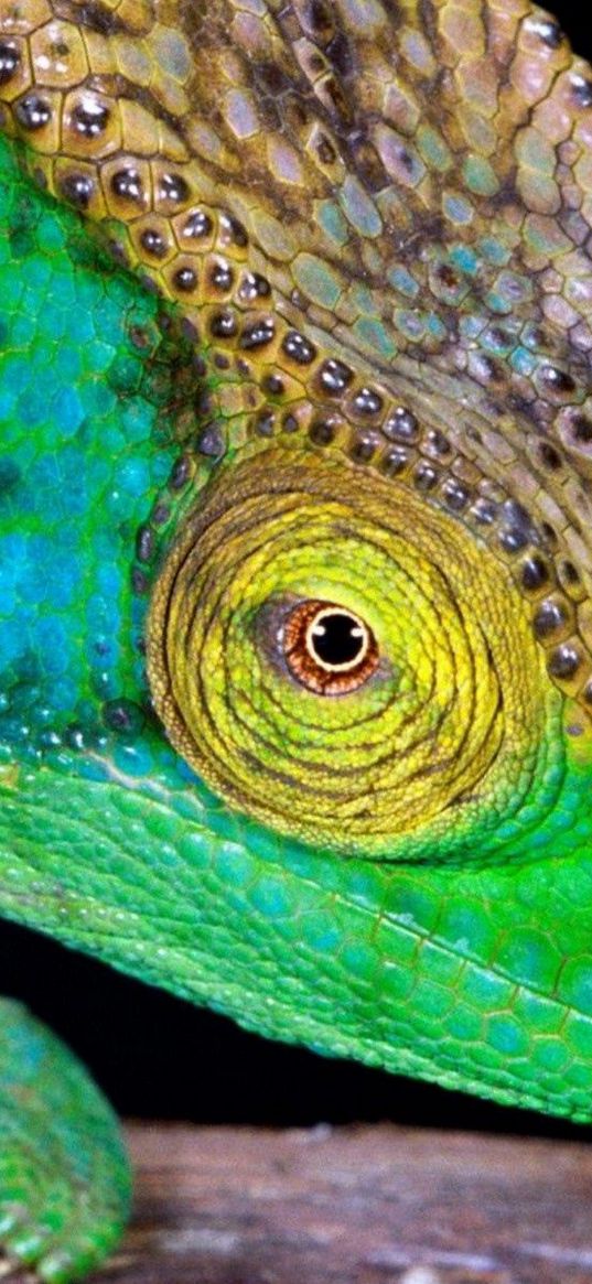 chameleon, head, color, bright