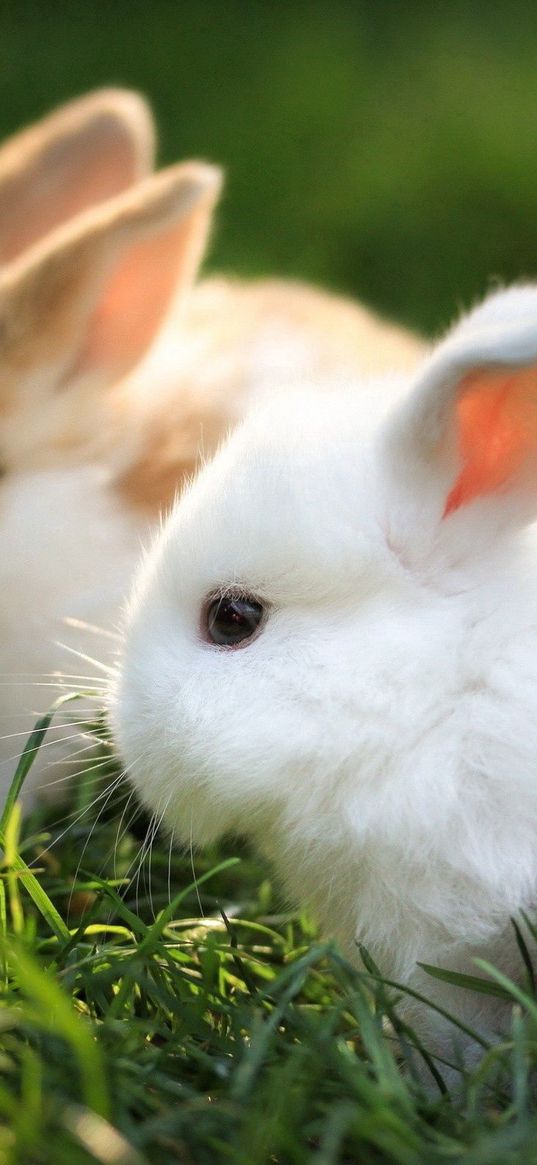 rabbits, couple, grass, fur, beautiful