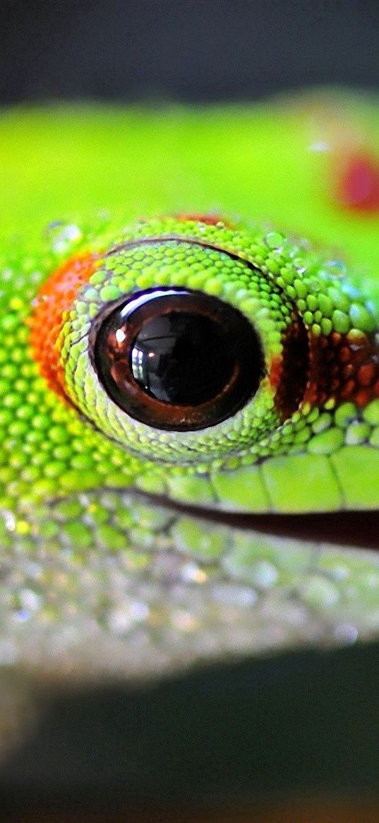 lizard, color, bright, light