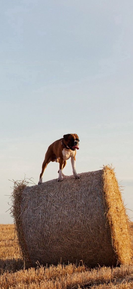 dog, bulldog, sheaves, hay, grass, field