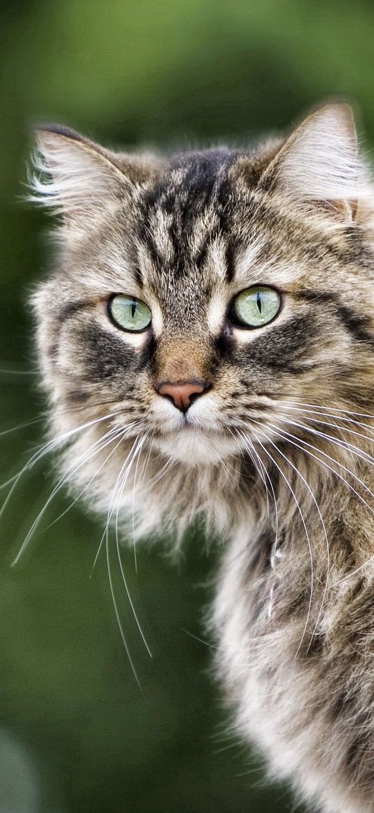 cat, fluffy, fur, look