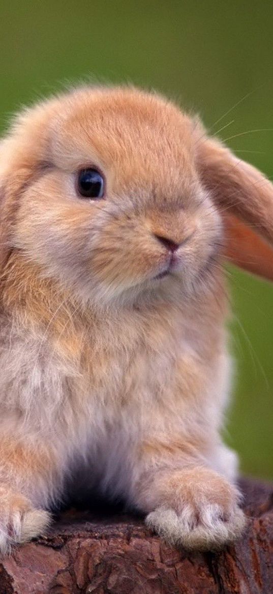 rabbit, tree stump, ears, beautiful