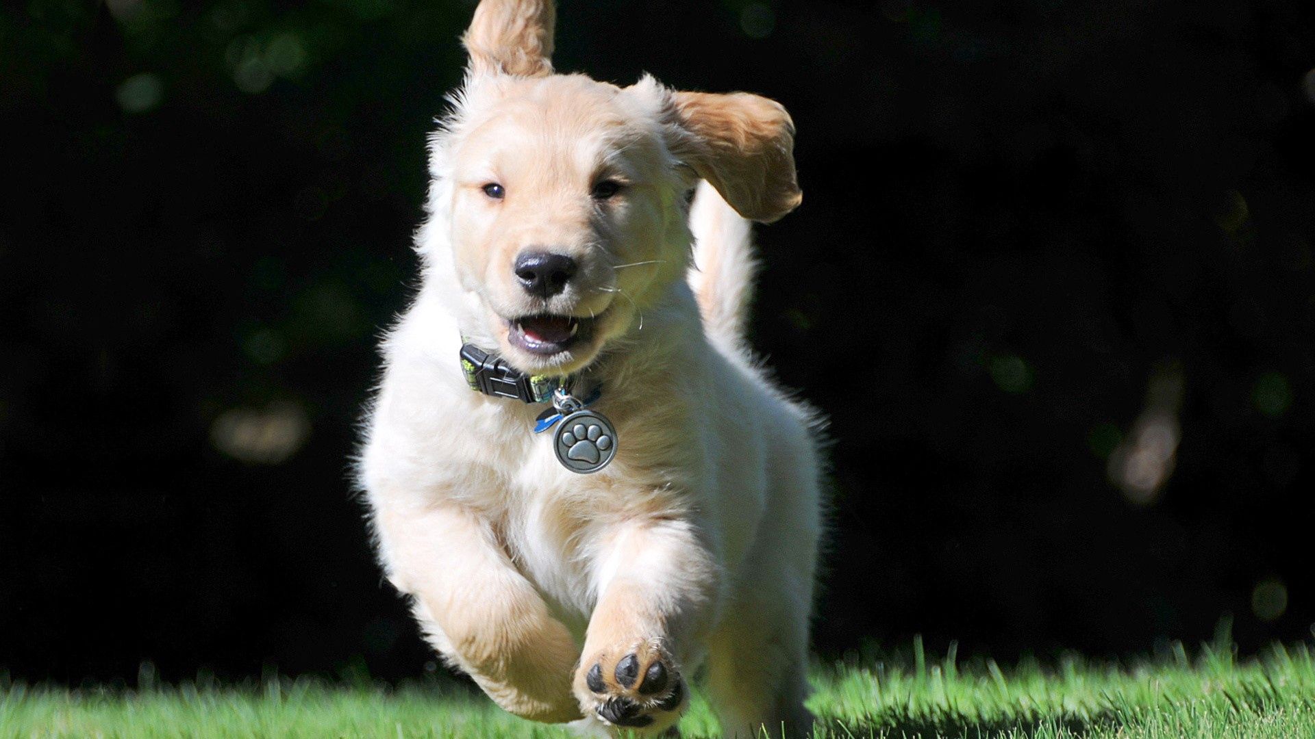 dog, jump, grass, escape