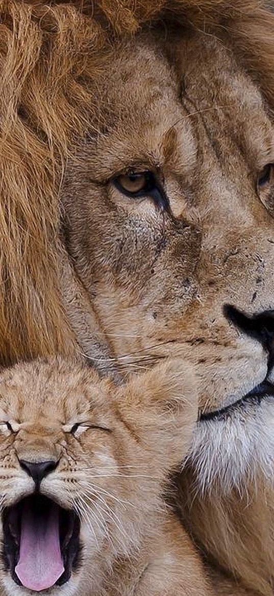 lion, cub, cry, mane, caring, family