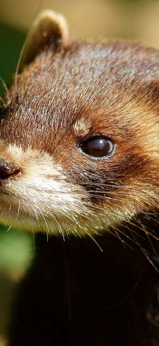 ferret, head, face, animal