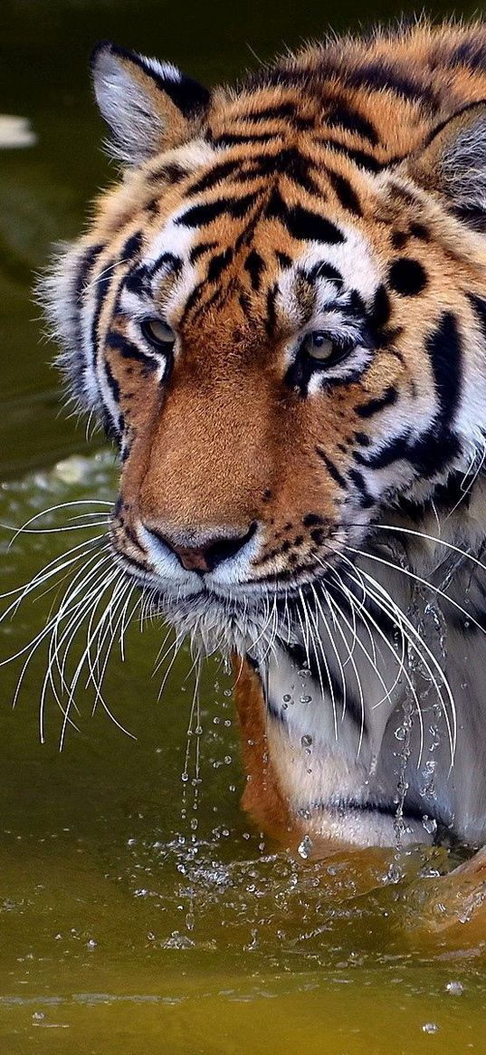 tiger, swim, water, river, walk, big cat