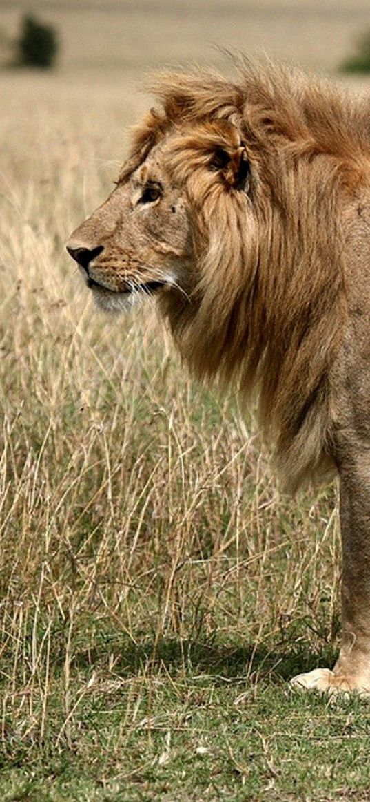 lion, field, grass, king of beasts