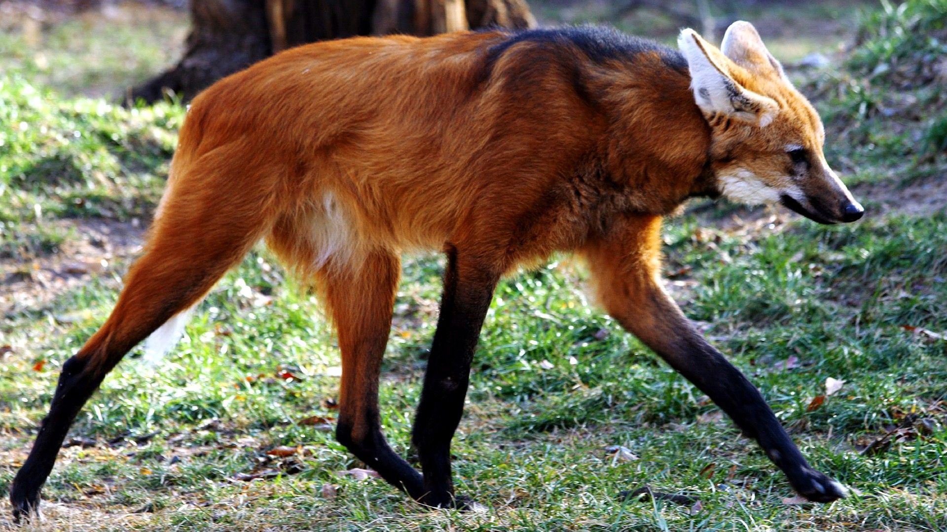 fox, walking, grass