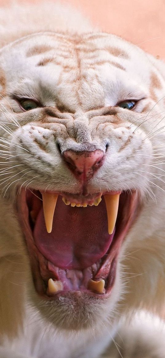 tiger, white, striped, teeth, anger