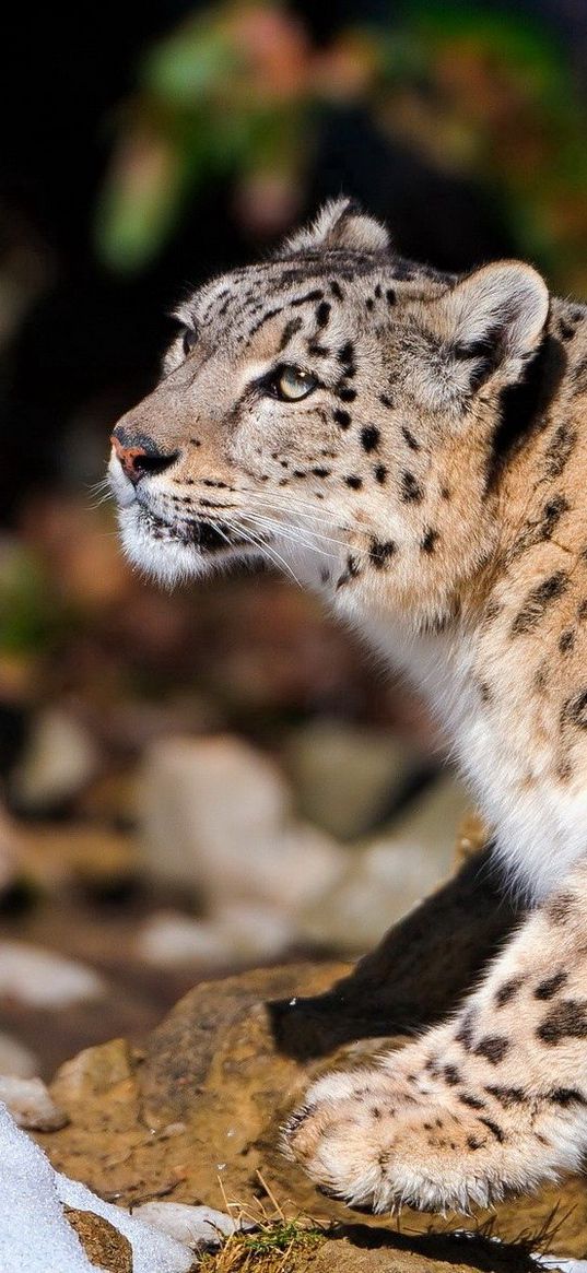 snow leopard, leopard, light, sit