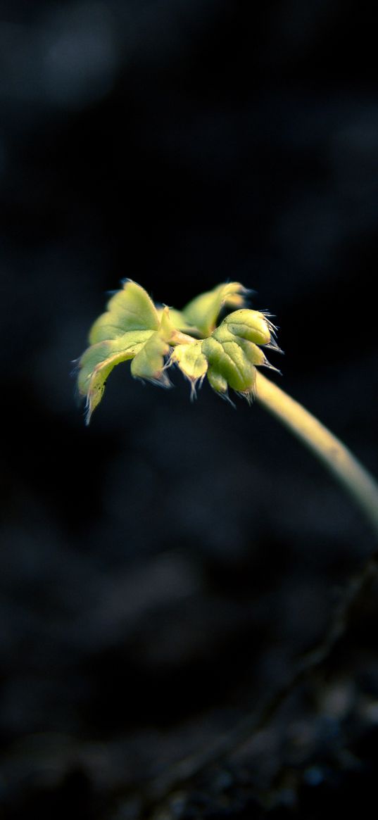 shoot, light, dark, plant