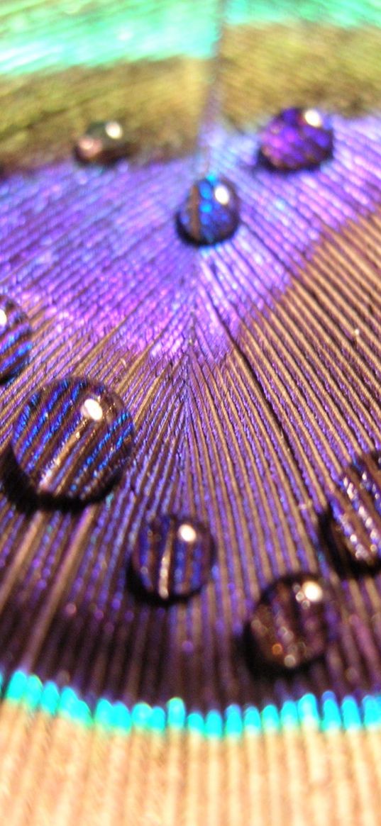 feather, surface, peacock, colorful, drops