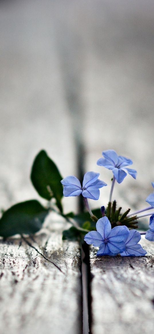 flowers, mini, surface, wood