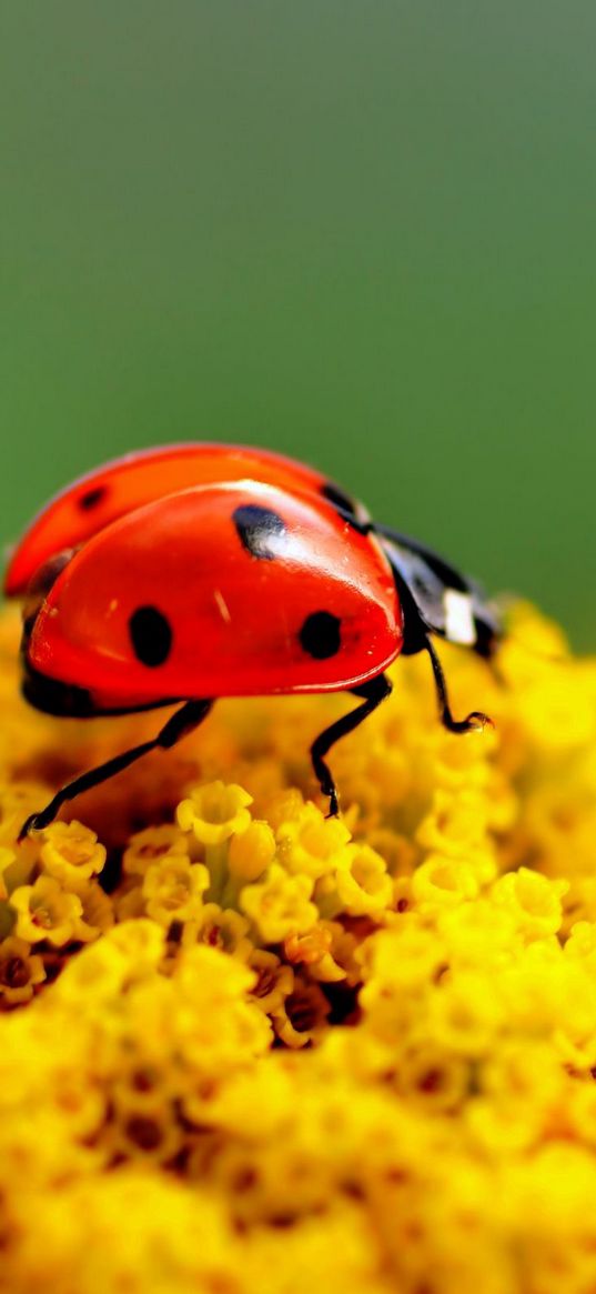 ladybug, surface, insect, flower