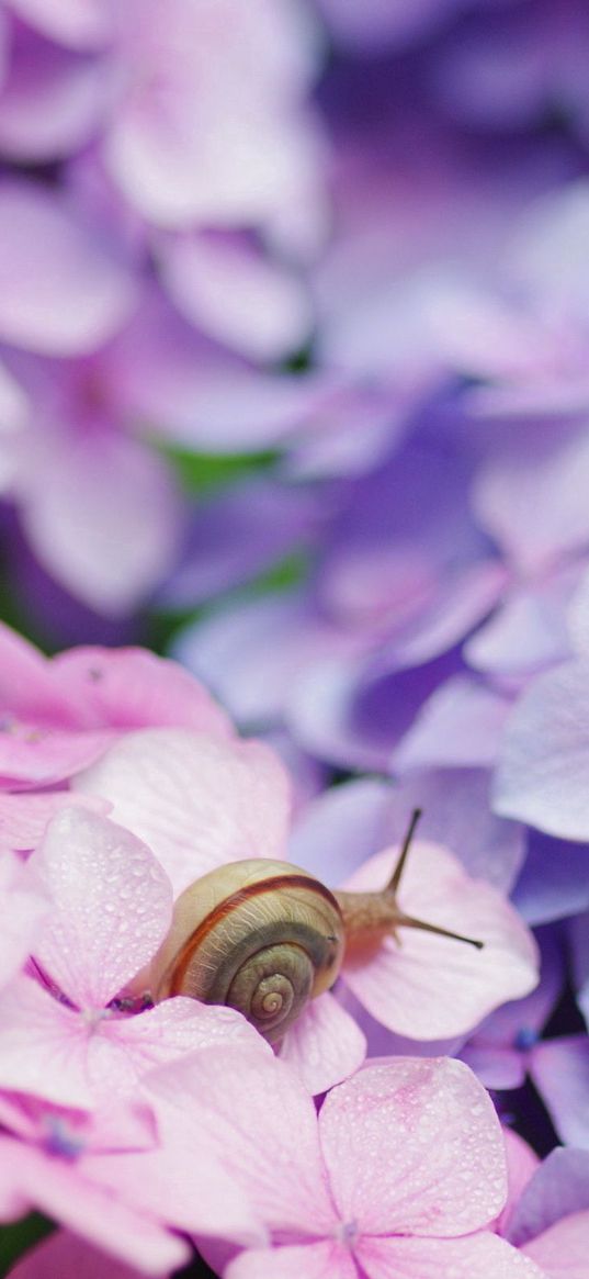 flowers, petals, snail, bright