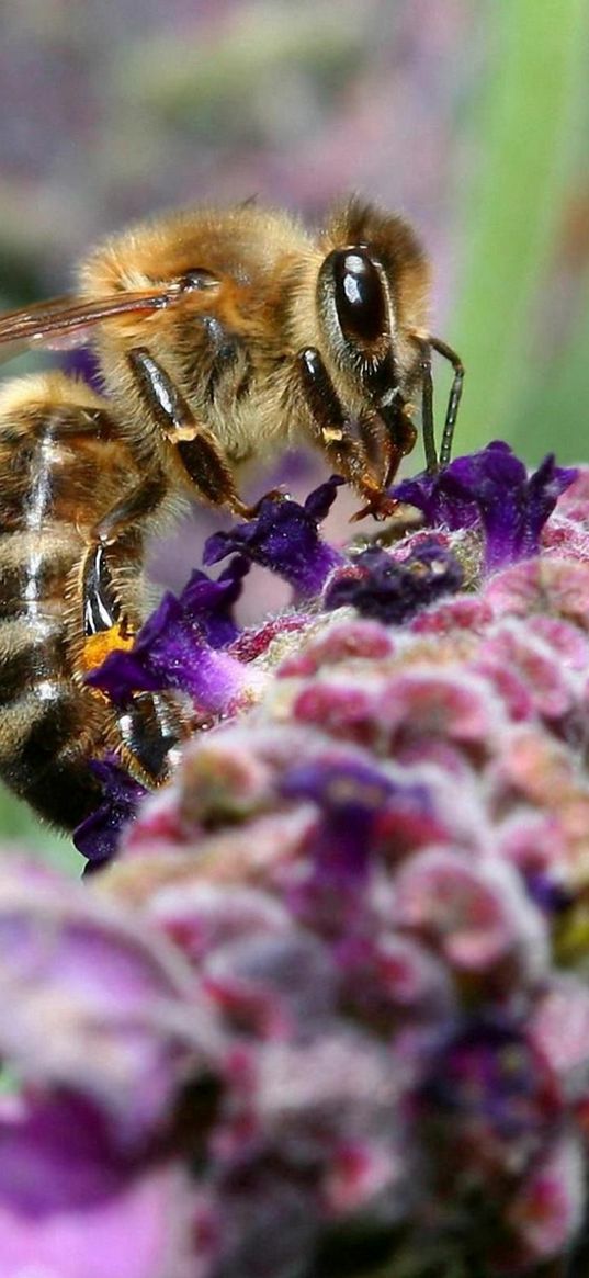 bee, surface, flower, pollination