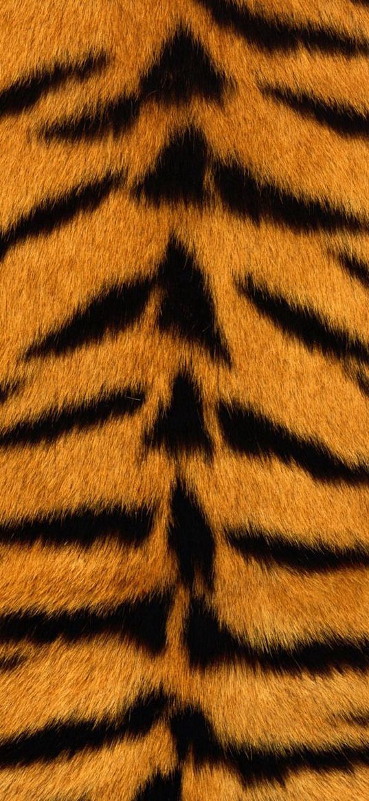 skin, tiger, stripes, fur, striped