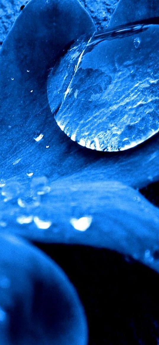 close-up, drop, leaf, blue