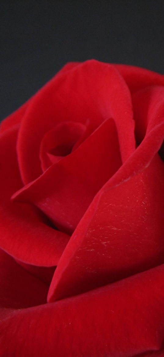 close-up, red, flower, bud