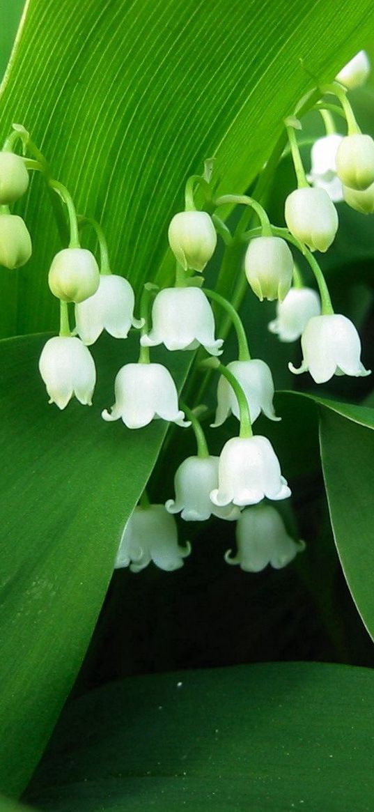 flowers, muguet, green, white