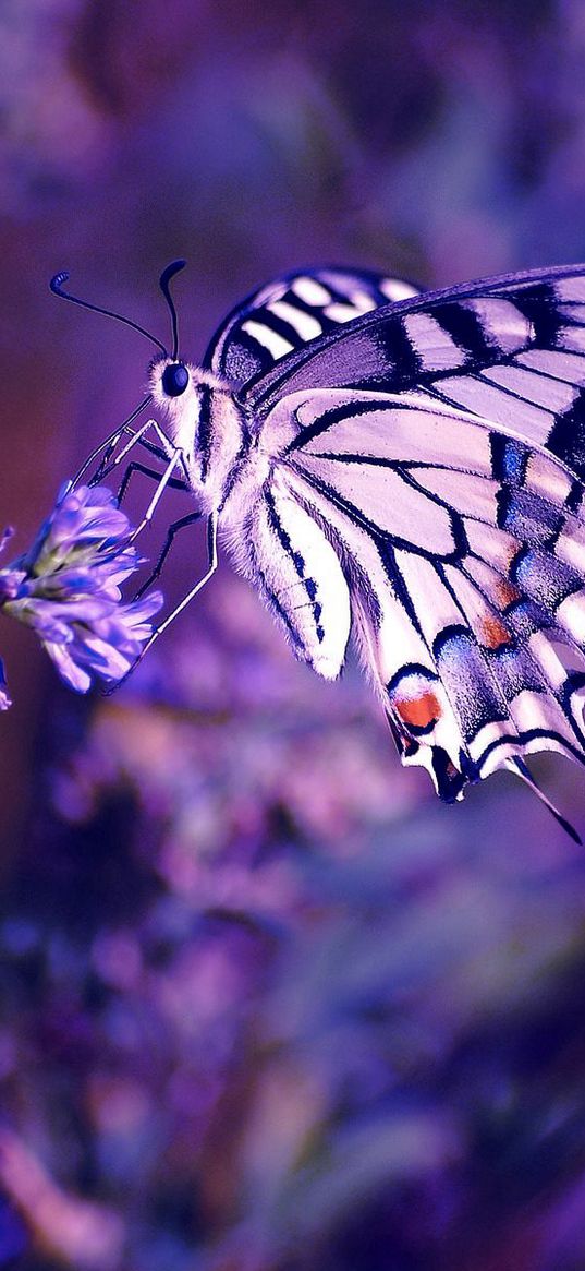 lilac, leaves, flowers, butterfly