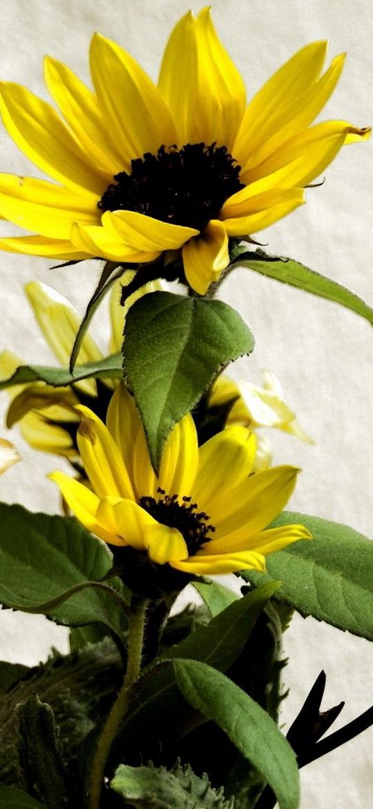 irises, sunflowers, flowers, bouquet