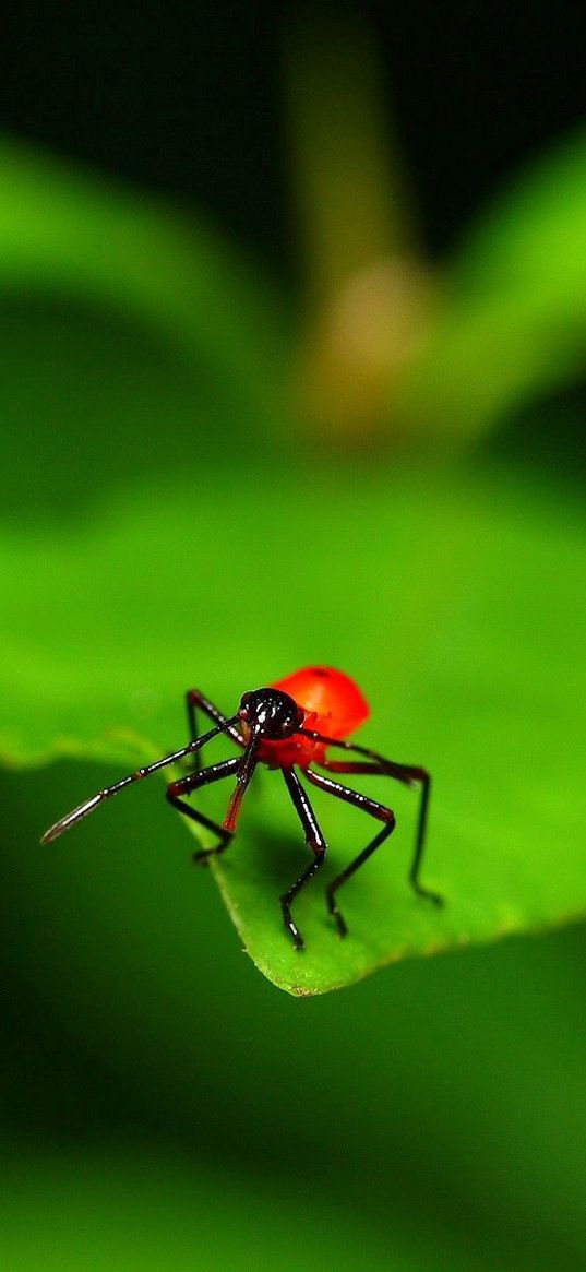 close-up, leaves, insects, green, red