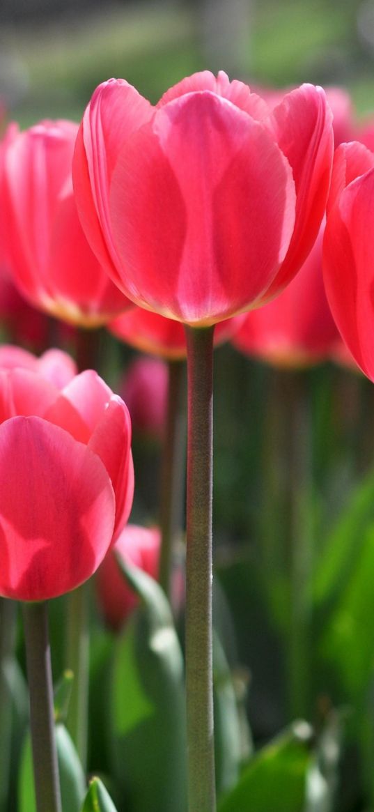 tulips, flowers, flowerbed, blurring