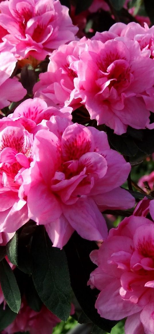 azalea, flowering, leaves, close up