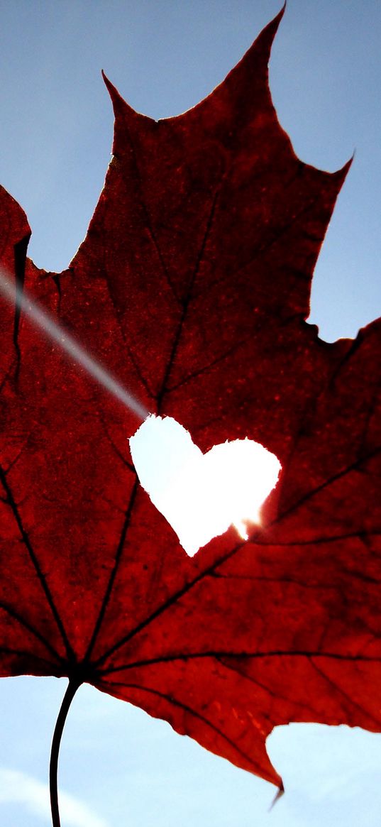 maple, leaf, heart, sky, blue