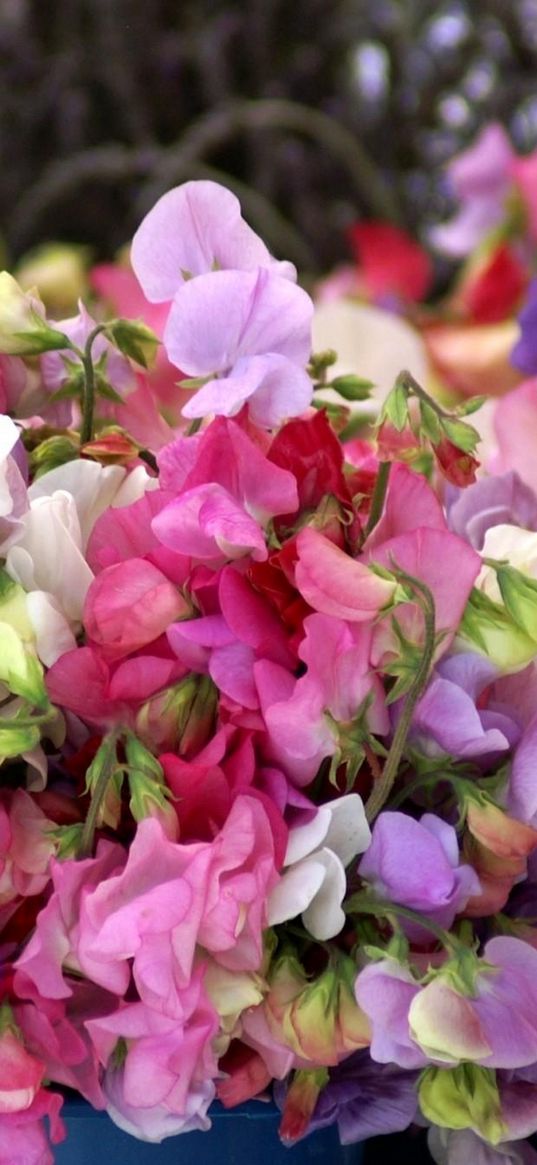 sweet pea, colorful, buckets, close-up