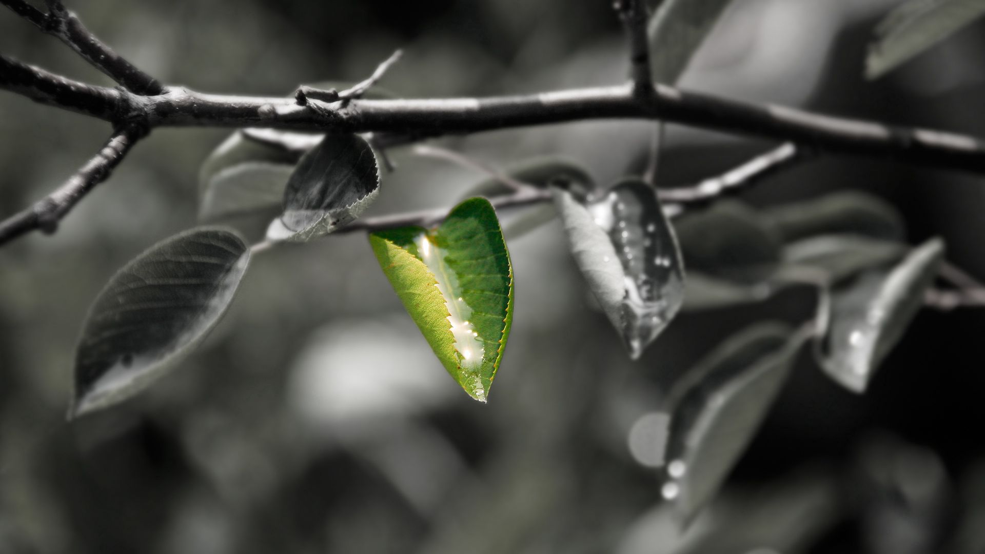 close-up, leaf, red, green