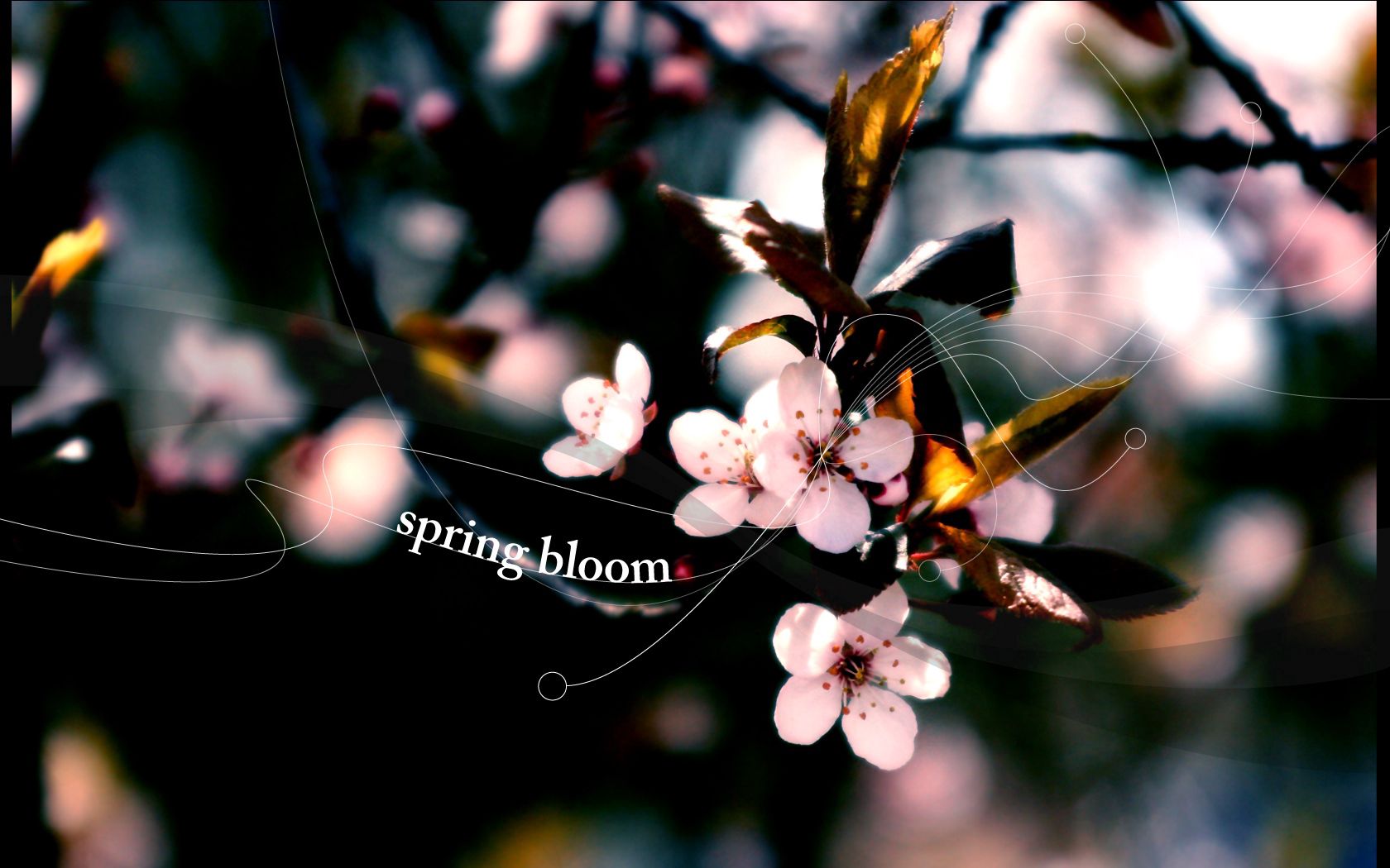 close-up, leaf, flower, pink