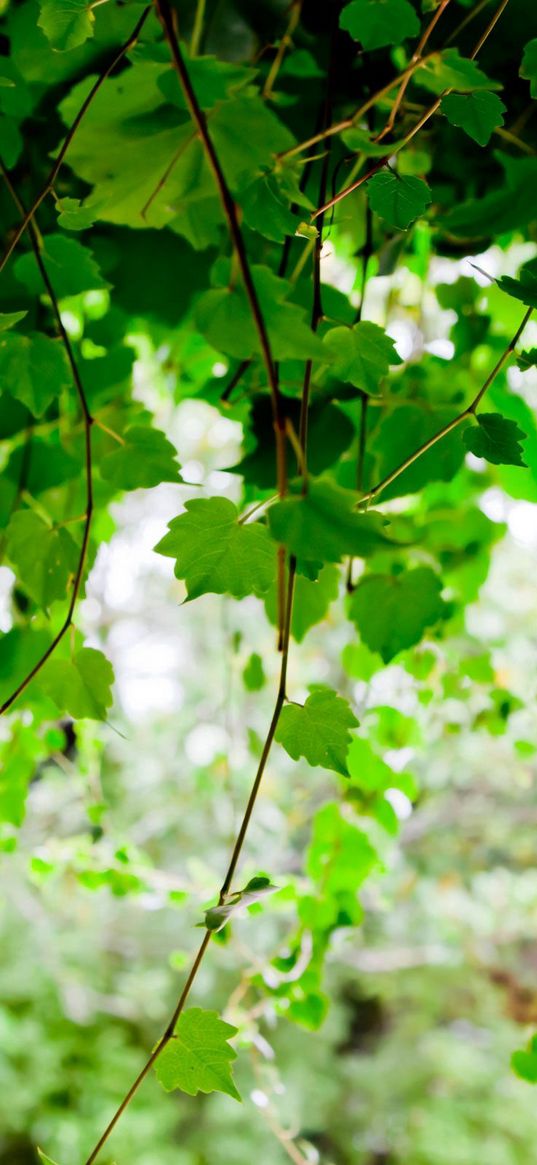 green, leaf, twig trees