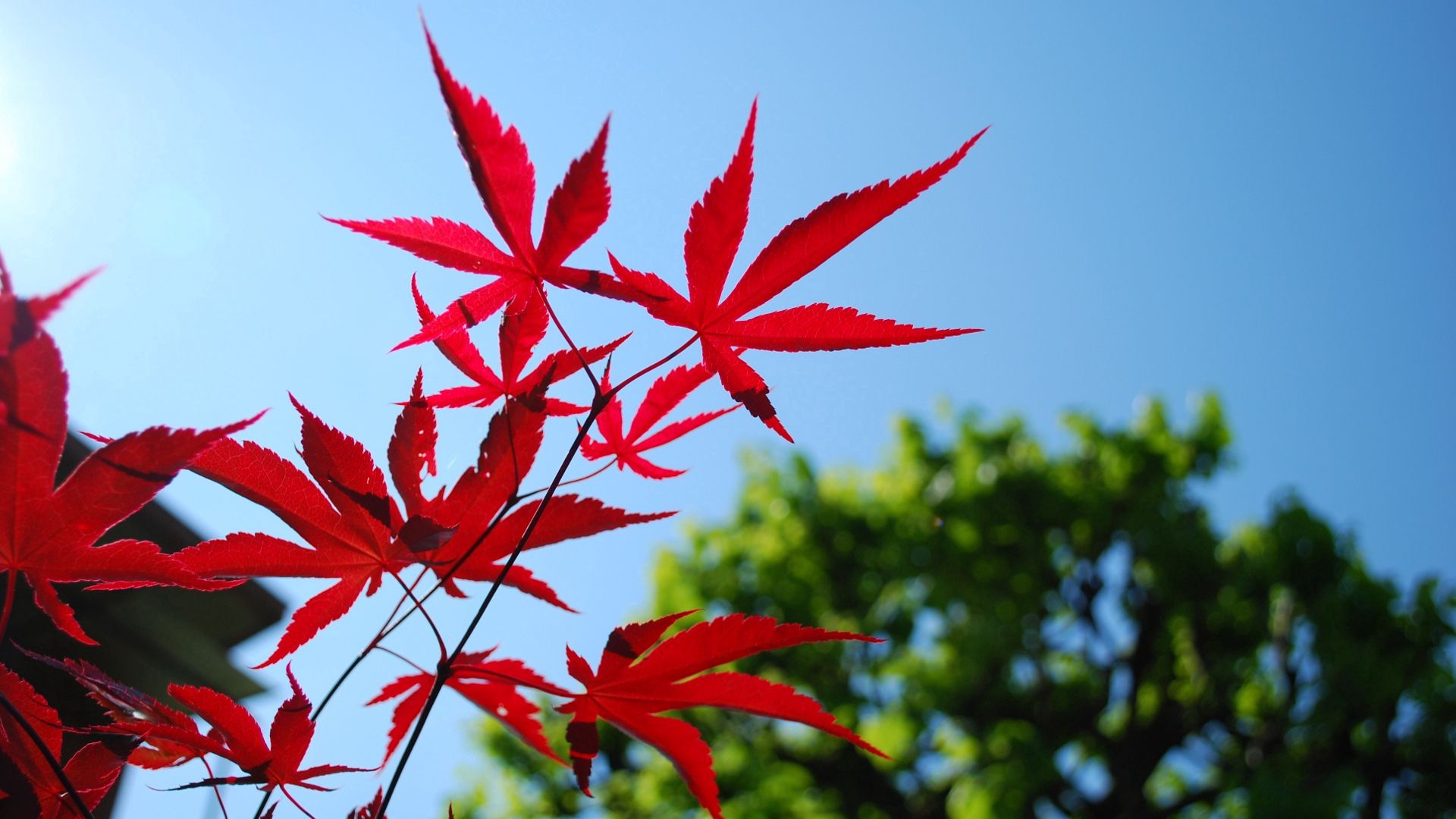 red, blue, leaves, sky, trees