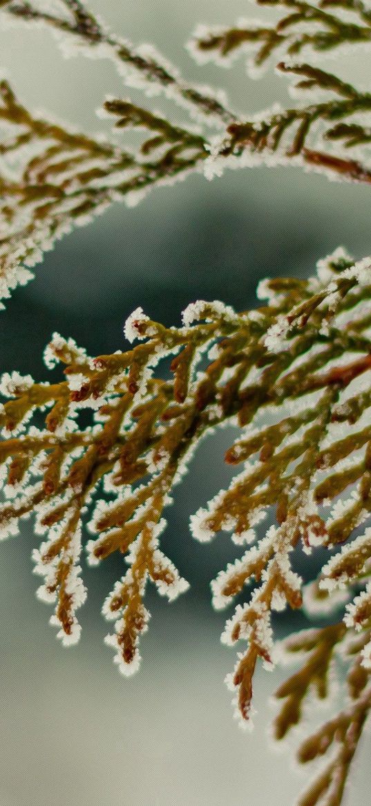 close-up, leaves, snow, green, snowflakes