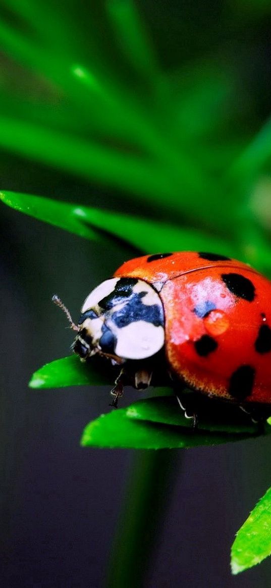 macro, insect, ladybird, grass